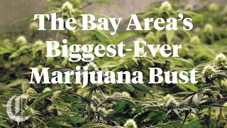 Could this Be the Bay Area's Biggest-Ever Marijuana Bust?