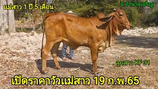 เปิดราคาวัวเเม่สาว วันนี้ (19ก.พ.65)@พี่จ่า ปทุมราช