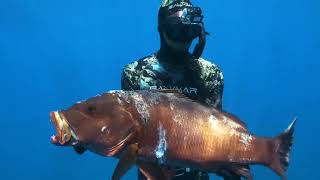 Spearfishing Pargo in the Sea of Cortez