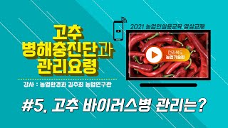 [고추재배 기초과정_고추 병해충 진단과 관리요령] #5. 고추 바이러스병 관리는?