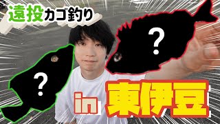 ヘダイ狙いでまさかの魚が・・？  【遠投カゴ釣り　東伊豆】