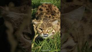 Black Footed Cat 🐱 The DEADLIEST Cat