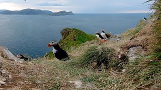 Close encounter with the seabirds at Runde, Norway