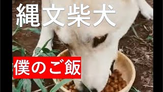 #shorts 　僕のご飯た＃縄文柴犬＃柴犬＃sibainu ＃