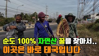 태국 벌꿀 헌터와 함께 자연산 꿀 100%를 찾아서.. 진짜와 가짜는 이렇게 다릅니다