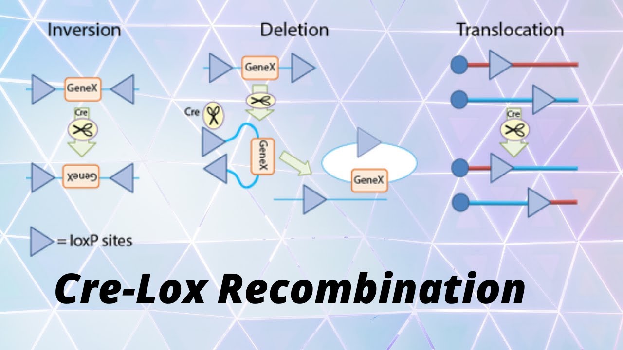 Cre-Lox Recombination (floxing) - YouTube