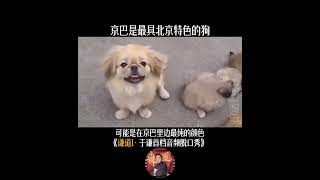 谦聊趣闻｜曾经遍布京城的京巴狗，于谦告诉你现在为什么没有人愿意养了!