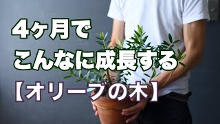 【続編】枯れたと思ったオリーブの木を４ヶ月育てたらこんなに成長しました。