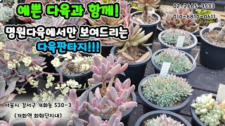 예쁜 다육과 함께! 명원다육에서만 보여드리는 다육판타지(#多肉植物  #다육식물#succulent  #다육)