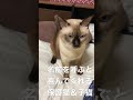 仕事終わりの癒し！名前を呼ぶと喜んで鳴いてくれる保護猫＆子猫