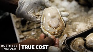 The True Cost Of Losing America's Wild Oysters | True Cost | Business Insider