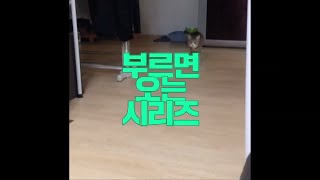 부르면 달려오는 고양이