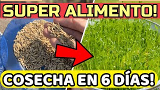 Cultiva sin Jardín! Cosecha RÁPIDA en 6 DÍAS💥 Bomba de Energía y Vitalidad!