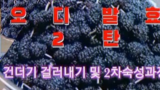 오디 발효 2탄 발효 후 100일차 건더기 걸러내기 및 2차 숙성과정 꼭 삼배망으로 깔끔하게 걸러내기