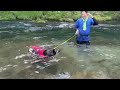 german shepherd dog enjoys swimming in the cool river so much that she doesn t want to go home...