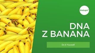 Ciekawy eksperyment naukowy - jak uzyskać DNA z banana