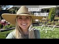 Drought Tolerant AND Beautiful Flowers?  YES!!! :: Drought Tolerant Plantings with Proven Winners!