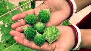 Some vegetables and Fruits from my Roof Garden / বাড়ির গাছের সবজি ও ফল সংগ্রহ