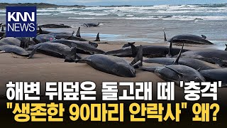 호주 해변 밀려든 157마리 고래 떼, “구할 길 없어 결국…” / KNN