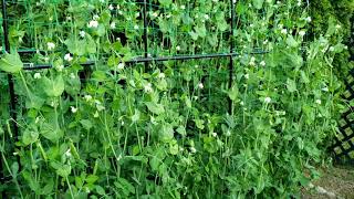 Harvesting Super Sugar Snap Peas In 60 Days: Seed To Harvest