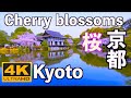 4K 京都の桜 Cherry blossoms Kyoto SAKURA Hanam 京都観光 旅行 桜の名所 JAPAN sakura  花見 夜桜 ライトアップ spring 満開 さくら