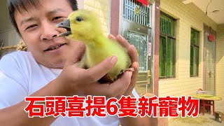 Stone likes to mention 6 new pets and 1 lion-headed goose in 100 yuan. My mother couldn't put it do