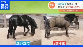 「ああ やっちまったか」シャンプー直後に…ポニーの飼育員に“悲劇”｜TBS NEWS DIG