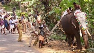 തിടമ്പ് ലഭിക്കാത്ത വാശിക്ക്  തന്റെ 2 പാപ്പാന്മാരെ കൊന്ന ആന | dangerous elephant in kerala