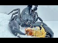 蝎子vs蜈蚣 蜈蚣挑衅雨林蝎 Scorpion vs. centipede,Centipede challenge vs. Heterometrus spinifer