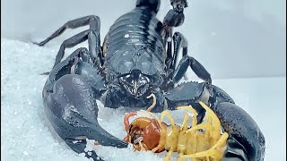 蝎子vs蜈蚣 蜈蚣挑衅雨林蝎 Scorpion vs. centipede,Centipede challenge vs. Heterometrus spinifer