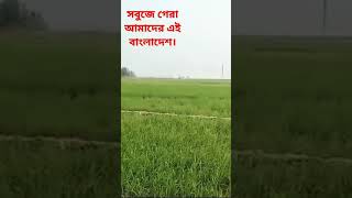 চারিদিকে সবুজ আর সবুজ। 🏞️