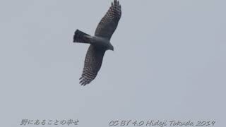 Sparrowhawk 渡り途中のハイタカ 中部の岬 11月上旬 野鳥FHD 空屋根FILMS#1121