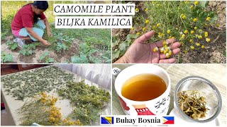 Pravim svoj čaj od kamilice | Making my own camomile tea