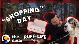 What Happens When You Take 9 Dogs Furniture Shopping? | Ruff Life With Lee Asher