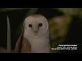 תנשמות באגמון החולה barn owl