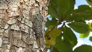 セミの鳴き声　クロイワツクツク　Meimuna kuroiwae　沖縄のセミ　cicada　insects