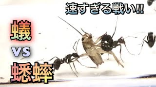 蟻王国＃32 目で追えない速さ⁉︎速すぎる戦い‼︎〈アリvsコオロギ〉Ant vs cricket.