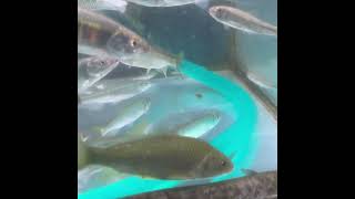 ナマズ　オイカワ　日本淡水魚水槽　#shorts #shortsvideo #shortsfeed #shortsyoutube