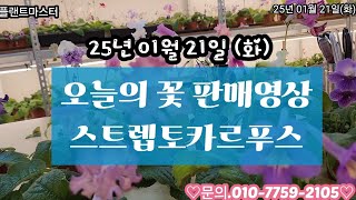 25년01월21일(화) 오늘의 꽃 판매영상은 \