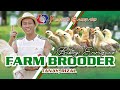 FARM VISIT: BROODER - of Mr. Biboy Enriquez FIREBIRD GF