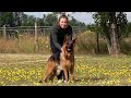 Easygoing Gentle Guardian! | Kraftwerk K9 German Shepherds