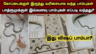 திடீரென்று பாத்ரூம் கோப்பைக்குள் இருந்து எட்டிப் பார்த்த பாம்புகள் இந்த வழியாகவும் பாம்புகள் வரும்