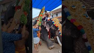 അടിപൊളി അല്ലേ ആന 👌👌#latest #aana #elephantfestival #trending #shorts #viralshorts #aanapremi #reels