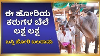 FAMOUS HALLIKAR STUD BULL BASTI HORI RAJANNA RAMANAGARA