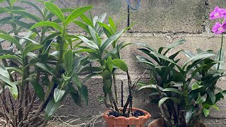 Muchas lluvias en mi patio #orquideas #flores #orchis