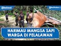 Harimau Mangsa Seekor Sapi Milik Warga Pelalawan, Ditemukan Jejak Kaki dan Bekas Cakaran