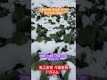 겨울을 이기는 최고존엄 양배추