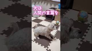 【さくらと学ぶ犬の雑学】犬は人間の言葉を理解できるって～ #犬の雑学 #犬の豆知識 #マルプー #shorts