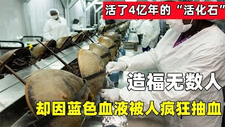 活了4億年的“活化石”，造福無數人，卻因藍色血液被人瘋狂抽血