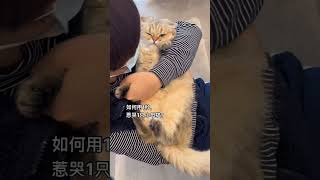 小猫：这样吸猫，我会崩溃 小猫是平淡生活的解药 oi小猫有点火热啊